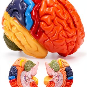 Human Brain Anatomical Model ZENFUN Educational PVC 8x6.7x5.9 Inch-0