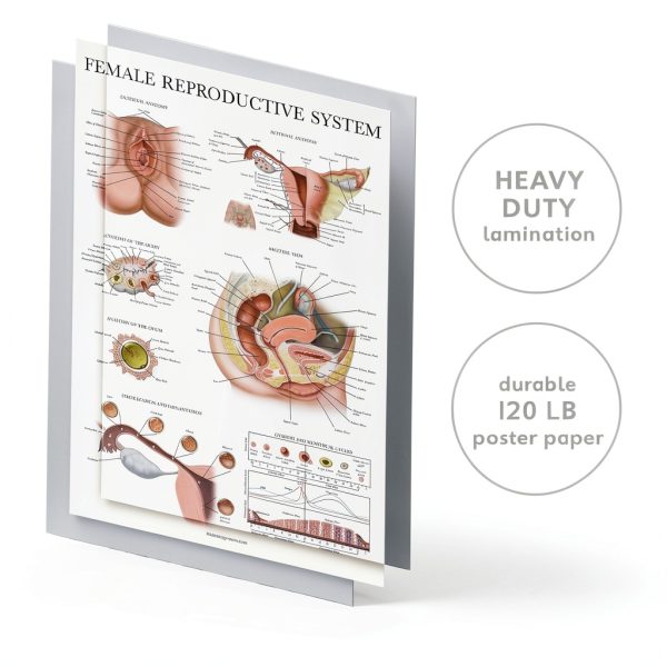 Palace Learning Male Female 2-Pack Science Chart 18x24 Laminated-1