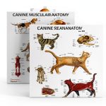 Anatomy Warehouse Dog & Cat Anatomy Poster Pack 4 Charts 17x22.5in-0