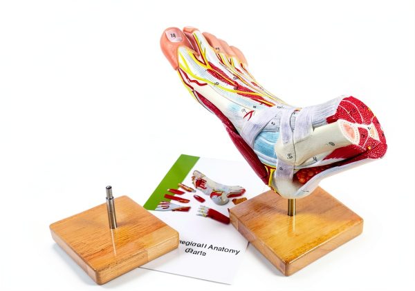 Human Foot Model AnatomyPro with Texture and Magnetic Connectors-4