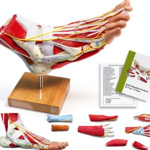 Human Foot Model AnatomyPro with Texture and Magnetic Connectors-0