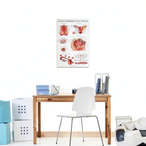 Palace Learning Male Female 2-Pack Science Chart 18x24 Laminated-4