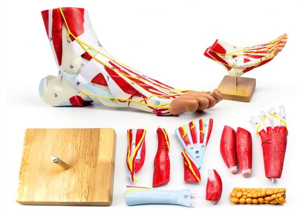 Human Foot Model AnatomyPro with Texture and Magnetic Connectors-1