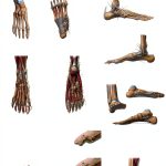 Palace Learning Foot Anatomy Chart 18x24 Laminated 1PK-FOOTANATOMY-0