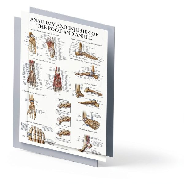Palace Learning Foot Anatomy Chart 18x24 Laminated 1PK-FOOTANATOMY-2
