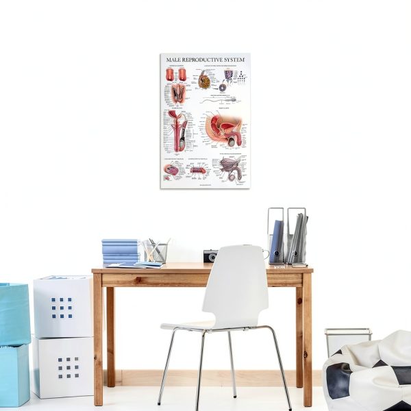 Palace Learning Male Female 2-Pack Science Chart 18x24 Laminated-5
