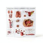 Palace Learning Male Female 2-Pack Science Chart 18x24 Laminated-0