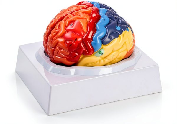 Human Brain Anatomical Model ZENFUN Educational PVC 8x6.7x5.9 Inch-2