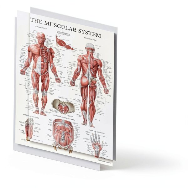 Anatomical Posters 16 Pack Laminated by Palace Learning 18x24 Inch Set-2