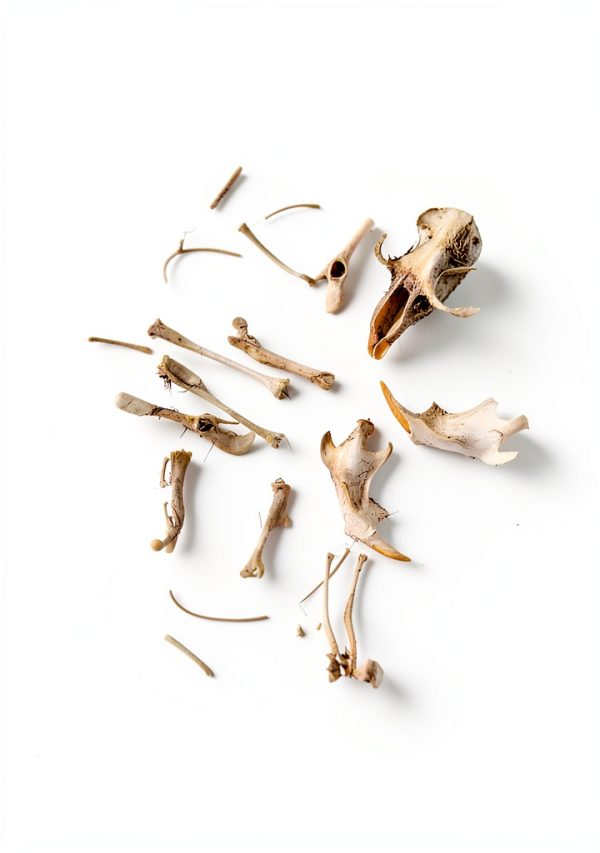 Owl Pellets (Set of 10 with Bone Chart)-4