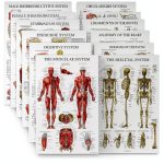 Anatomical Posters 16 Pack Laminated by Palace Learning 18x24 Inch Set-0