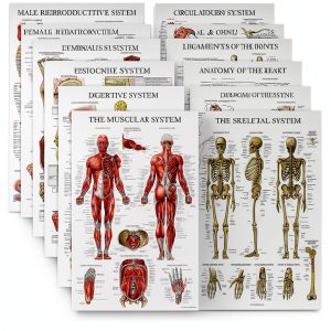 Anatomical Posters 16 Pack Laminated by Palace Learning 18x24 Inch Set-0