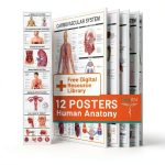 Human Anatomy Posters Tribe RN 12 Laminated 18x24 Charts-0