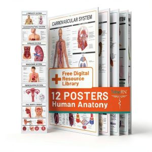 Human Anatomy Posters Tribe RN 12 Laminated 18x24 Charts-0