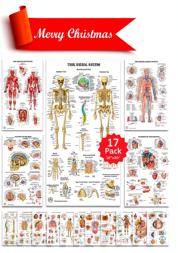Human Anatomy Posters 17 Set by THE ART OF SCIENCE 18x30 Medical Chart-1