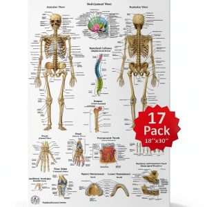 Human Anatomy Posters 17 Set by THE ART OF SCIENCE 18x30 Medical Chart-0