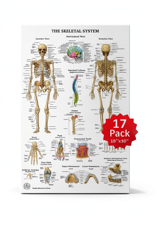 Human Anatomy Posters 17 Set by THE ART OF SCIENCE 18x30 Medical Chart-0