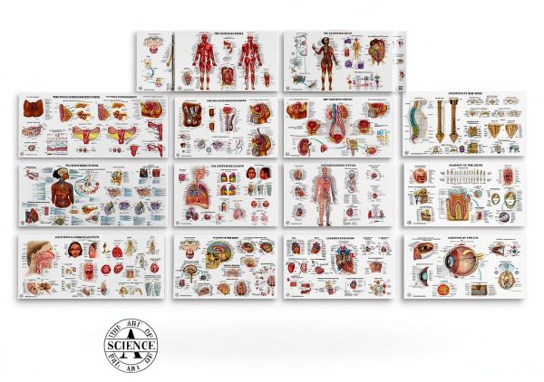Human Anatomy Posters 17 Set by THE ART OF SCIENCE 18x30 Medical Chart-3
