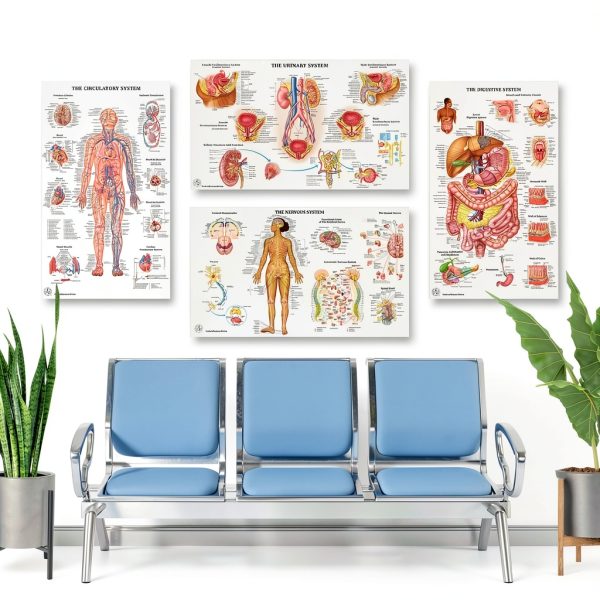 Human Anatomy Posters 17 Set by THE ART OF SCIENCE 18x30 Medical Chart-2