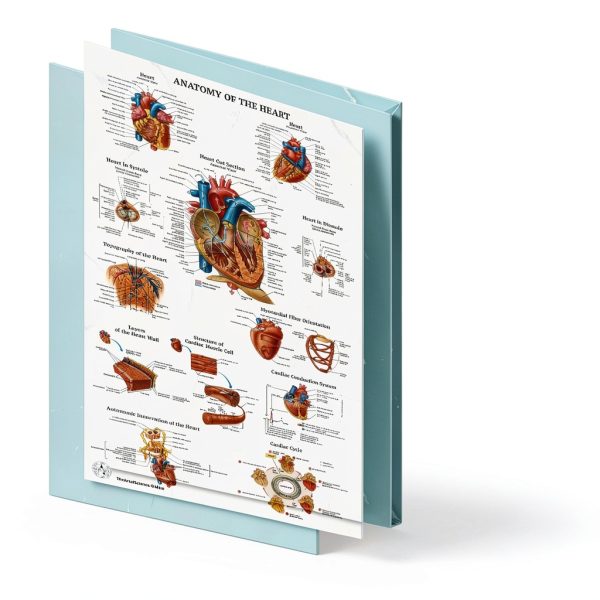 Human Anatomy Posters 17 Set by THE ART OF SCIENCE 18x30 Medical Chart-4